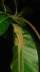 Anolis