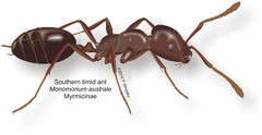 Monomorium australe
