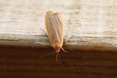 Eilema depressa