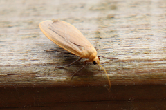 Eilema depressa