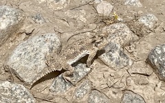 Phrynosoma goodei