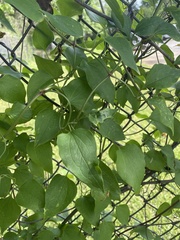 Clematis terniflora