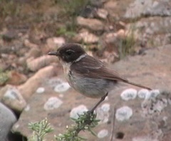 Saxicola dacotiae