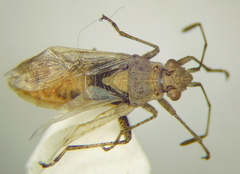Stictopleurus viridicatus