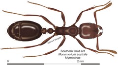 Monomorium australe