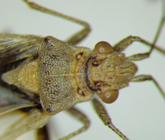 Stictopleurus viridicatus