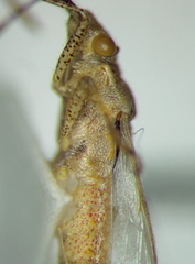 Stictopleurus viridicatus