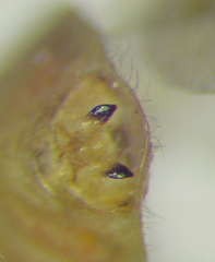 Stictopleurus viridicatus