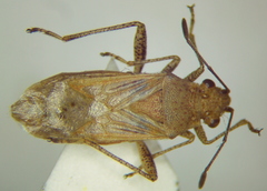 Stictopleurus viridicatus