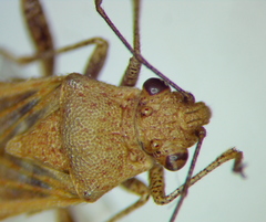 Stictopleurus viridicatus