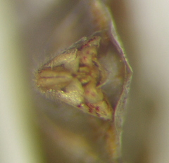 Stictopleurus viridicatus