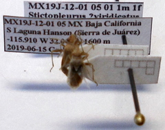 Stictopleurus viridicatus