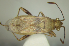 Stictopleurus viridicatus