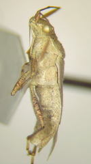 Stictopleurus viridicatus