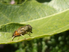 Eristalinus taeniops