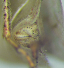 Stictopleurus viridicatus