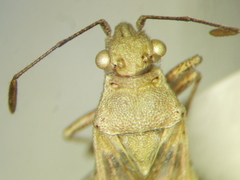 Stictopleurus viridicatus