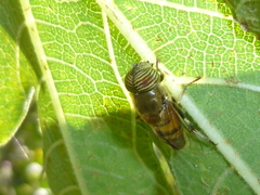 Eristalinus taeniops