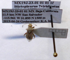 Stictopleurus viridicatus