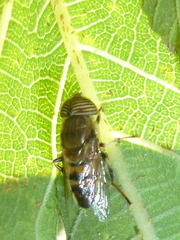 Eristalinus taeniops