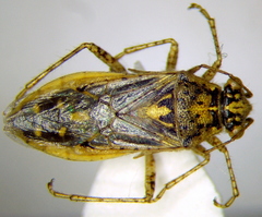 Brachycarenus tigrinus
