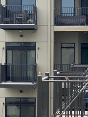 Haemorhous mexicanus