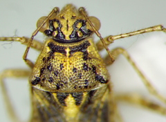 Brachycarenus tigrinus