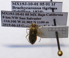 Brachycarenus tigrinus