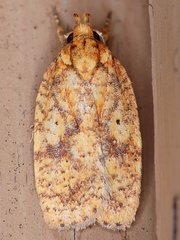 Agonopterix robiniella