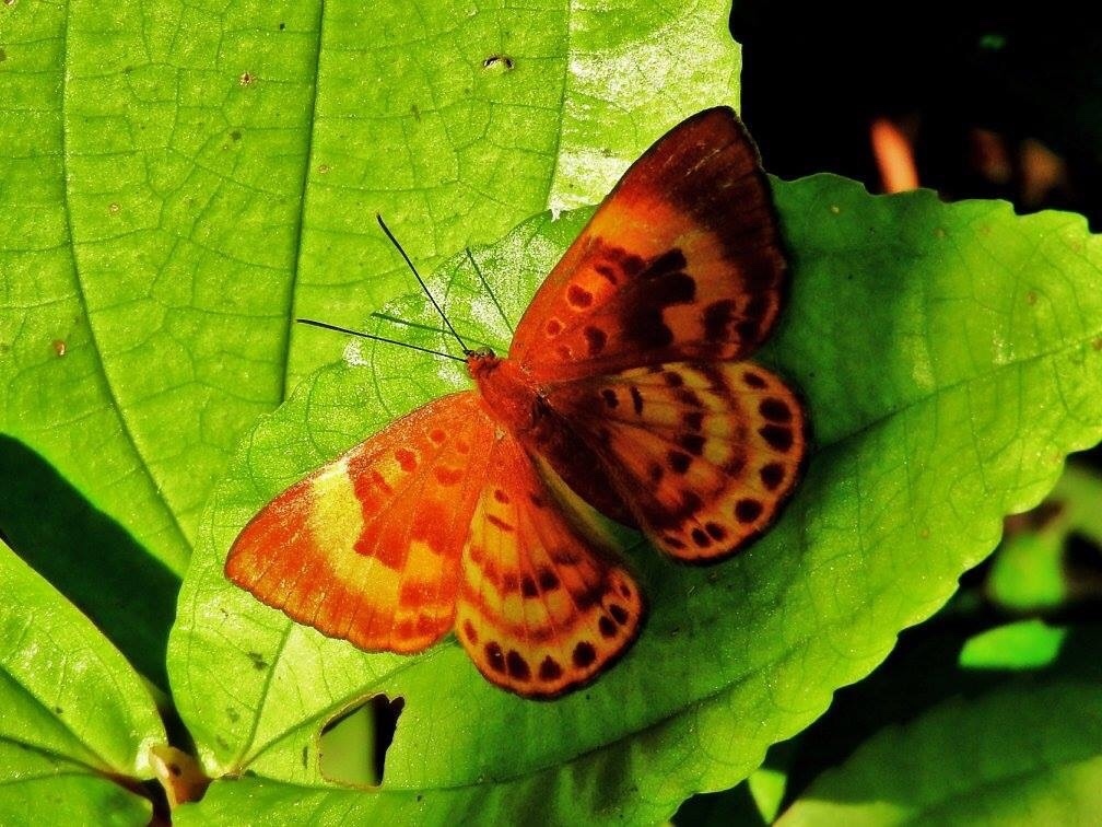 Synargis orestessa