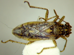 Brachycarenus tigrinus