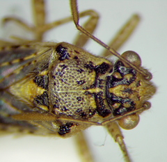 Brachycarenus tigrinus