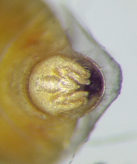 Brachycarenus tigrinus