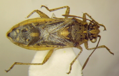Brachycarenus tigrinus