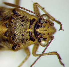 Brachycarenus tigrinus