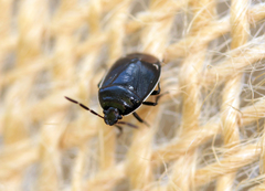 Sehirus cinctus albonotatus