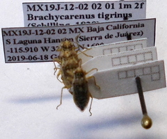 Brachycarenus tigrinus