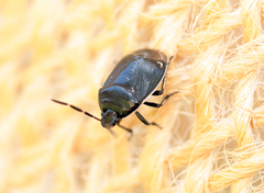 Sehirus cinctus albonotatus