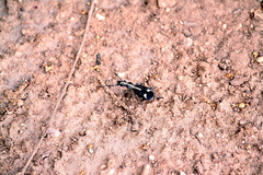 Cypholoba graphipteroides