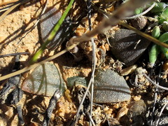 Haworthia bayeri