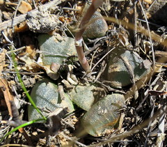 Haworthia bayeri