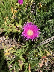 Carpobrotus aequilaterus