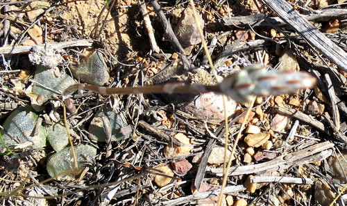 Haworthia bayeri