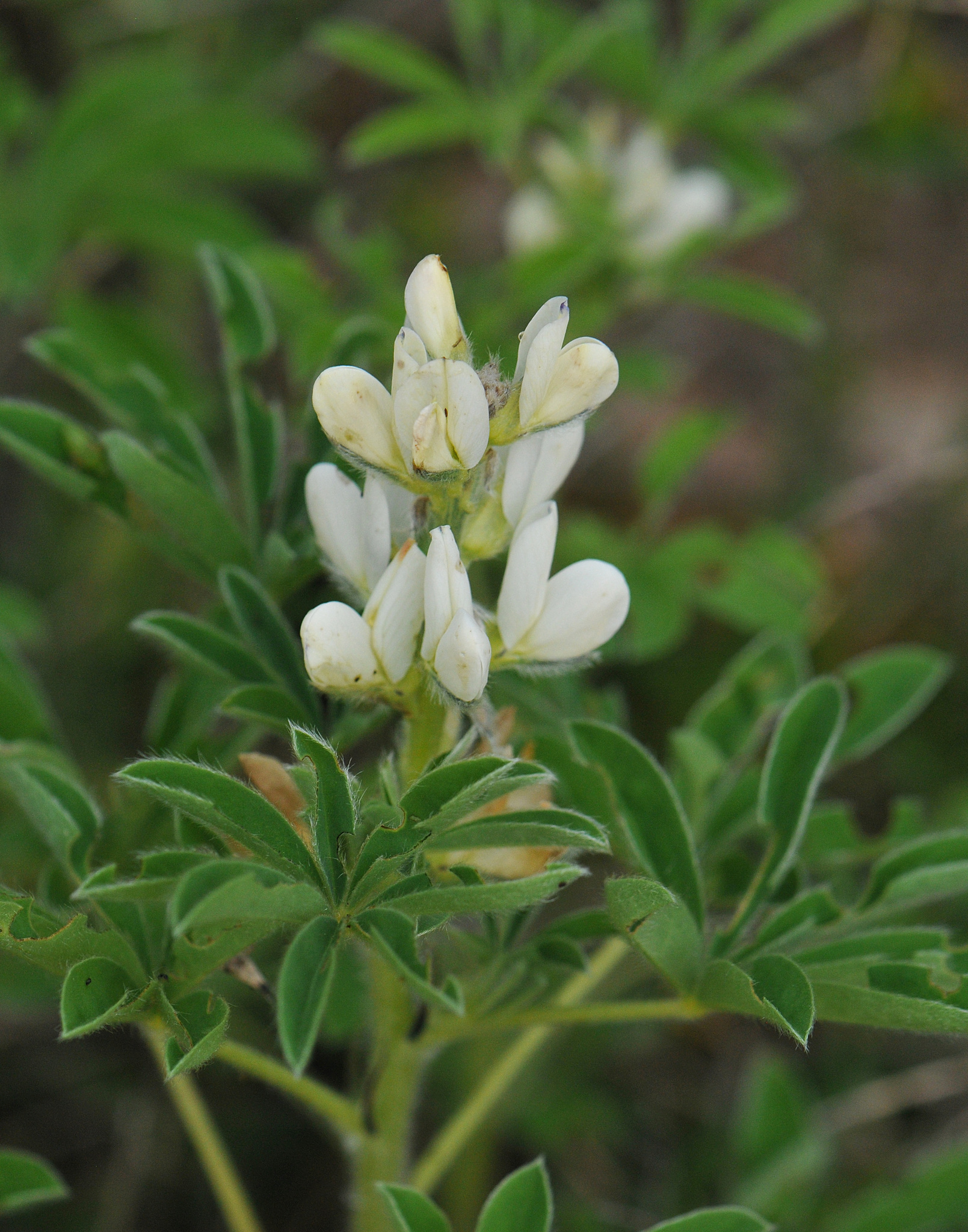 Lupinus albus