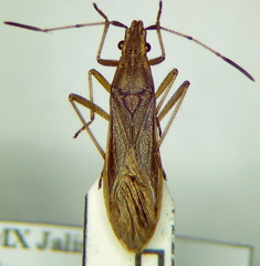 Darmistus subvittatus