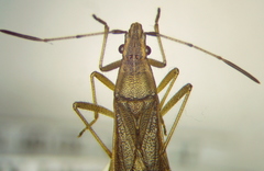 Darmistus subvittatus