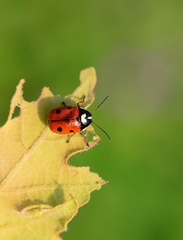 Cryptocephalus cordiger