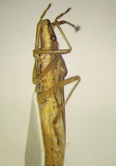 Darmistus subvittatus