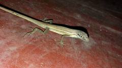 Anolis auratus