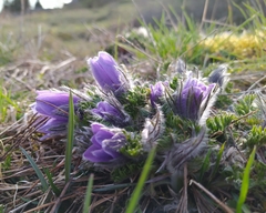 Pulsatilla vulgaris